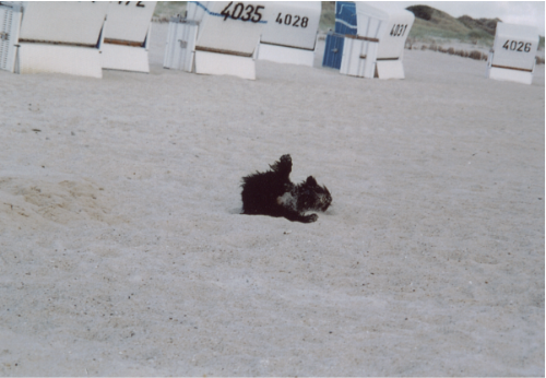 Luzi am Strand